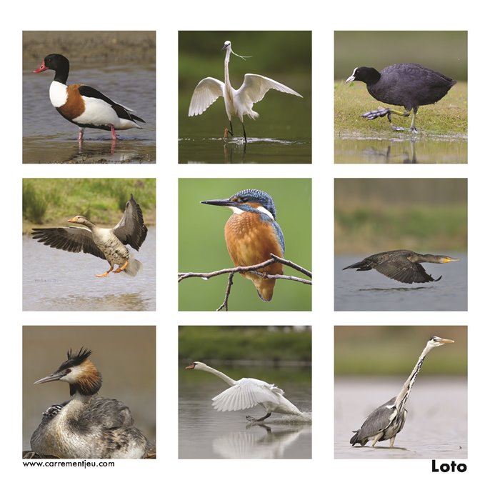 Mémolo : Les Oiseaux du Marais