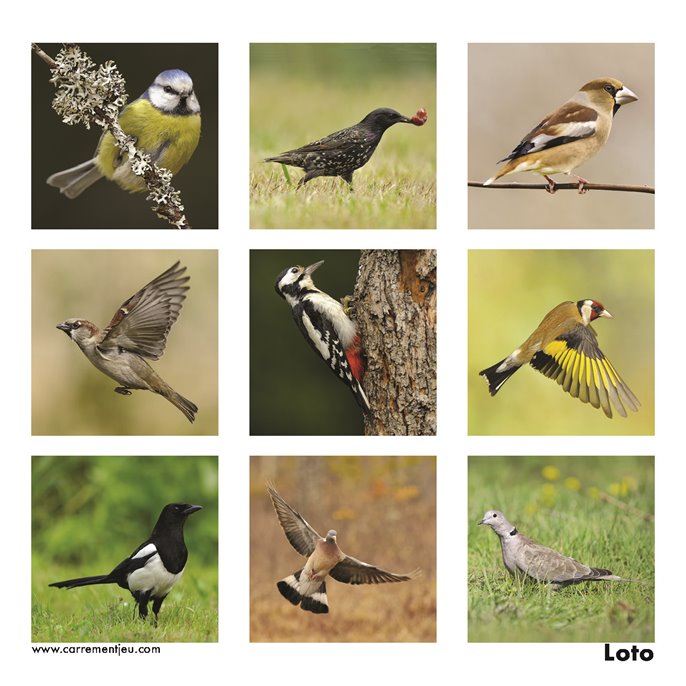 Mémolo : Les Oiseaux du Jardin