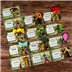 Kabuto Sumo : Insect All Stars