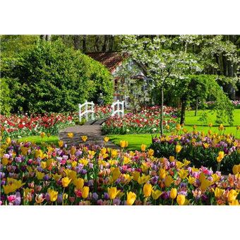 Puzzle : 1000 pièces - Jardins de Keukenhof, Pays-Bas