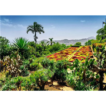 Puzzle : 1000 pièces - Jardin botanique, Madère