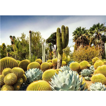 Puzzle : 1000 pièces - The Huntington Desert Garden, Californie