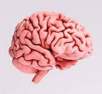 cerveau