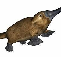 un platypus c'est quoi ?